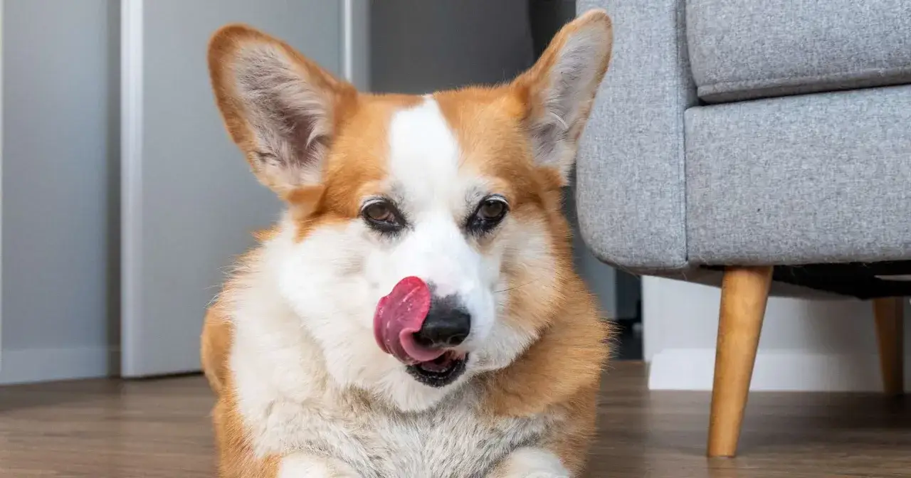 Uroczy corgi liże podłogę, szukając resztek smakołyk&oacute;w. Jego r&oacute;żowy język wystaje, a oczy błyszczą.