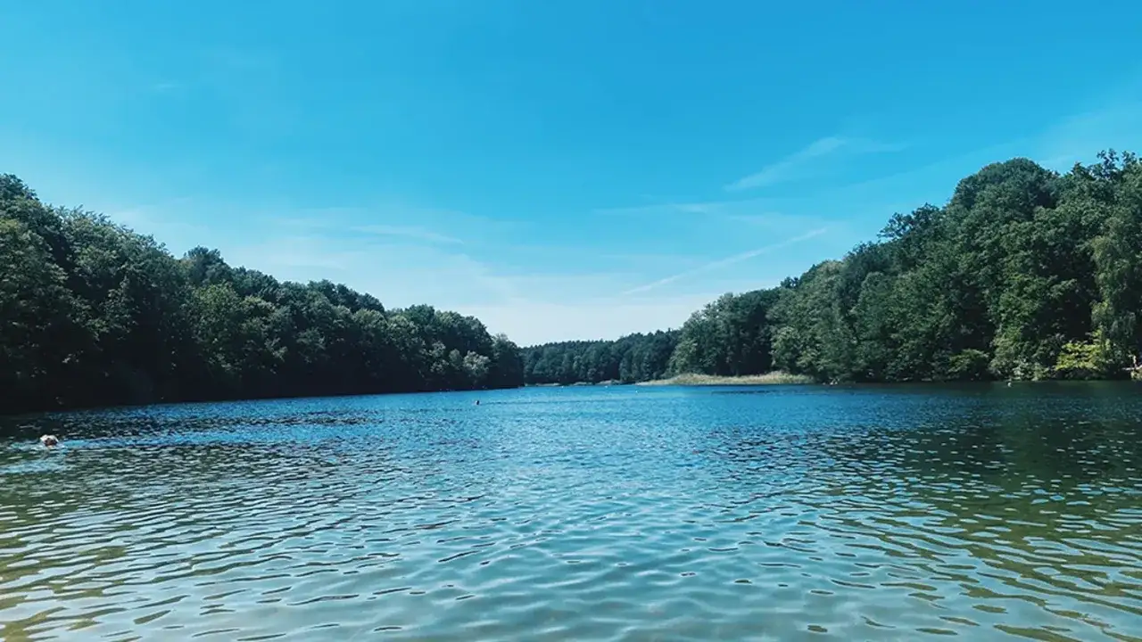 Ein ruhiger See, umgeben von gr&uuml;nen W&auml;ldern, ein echter Geheimtipp nahe Berlin. Ein Hund schwimmt im klaren Wasser.