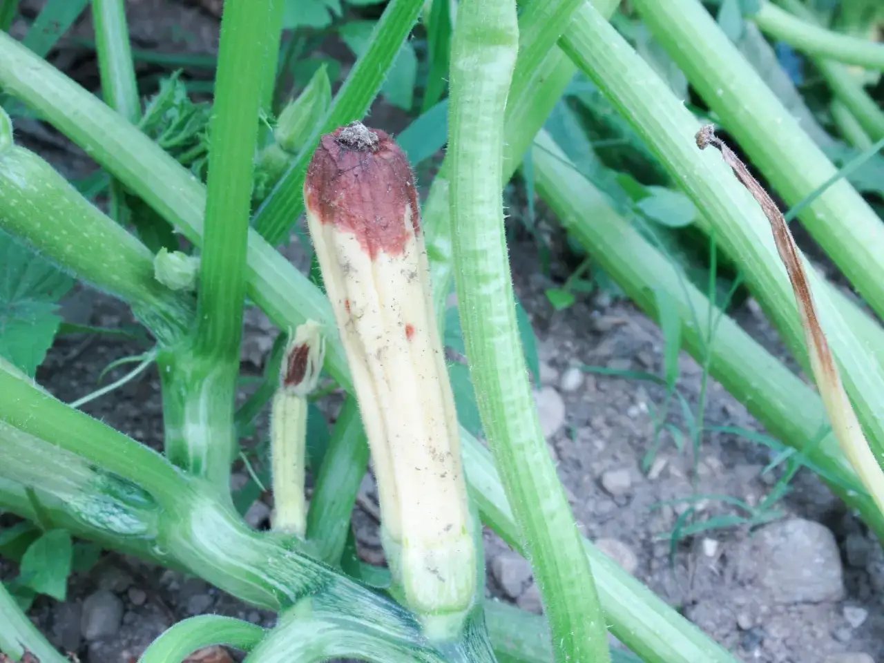 Zucchina con marciume apicale, un sintomo comune di virosi zucchine. La parte superiore &egrave; brunita e secca.