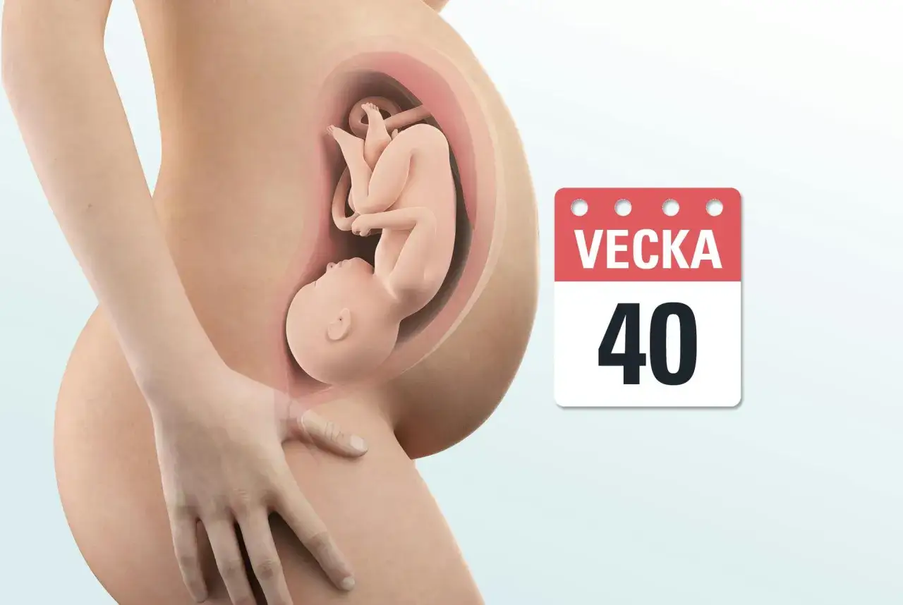 Gravid mage med foster inuti. Kalender visar vecka 40, redo för ankomst.