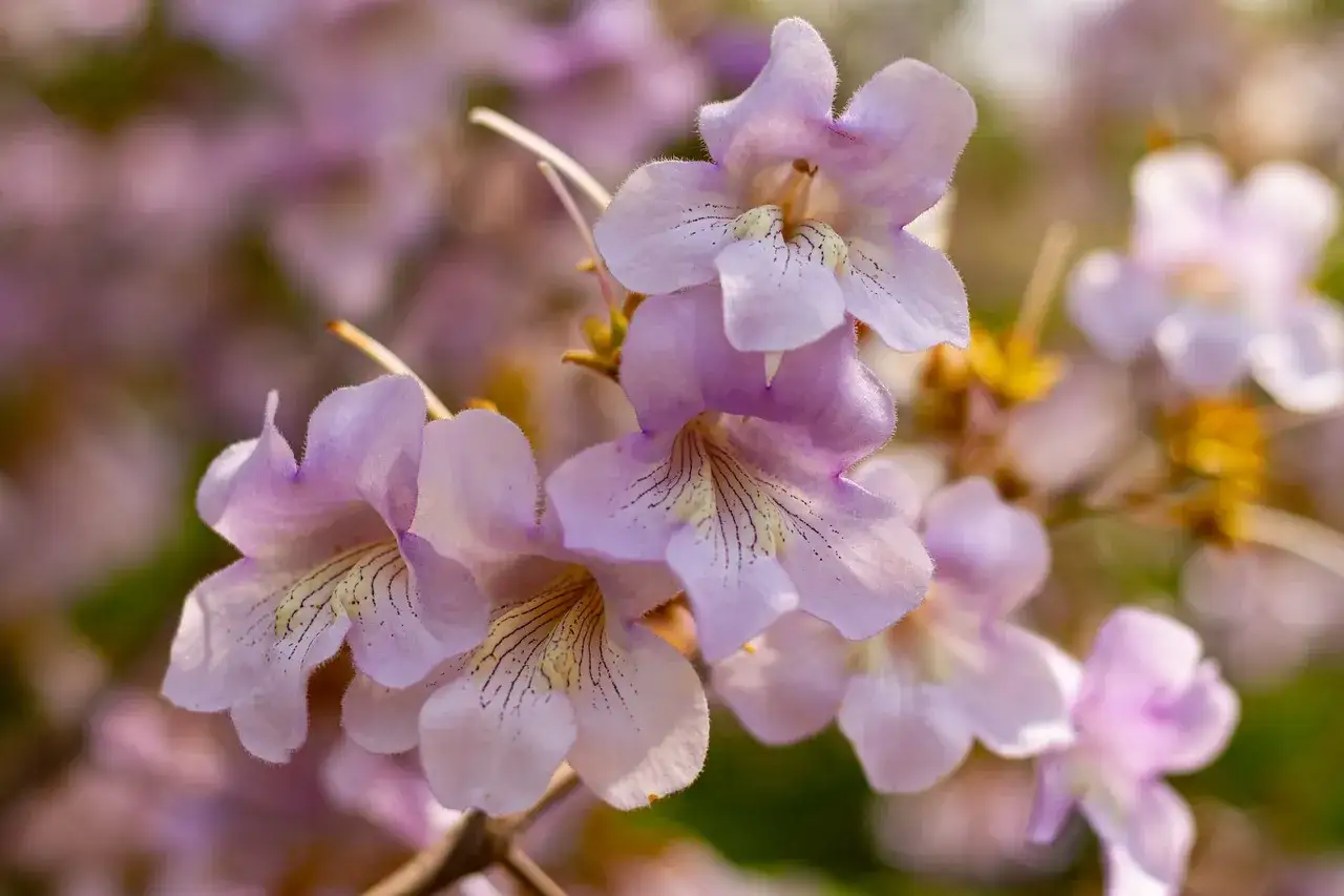 Paulownia nie kwitnie przyczyny
