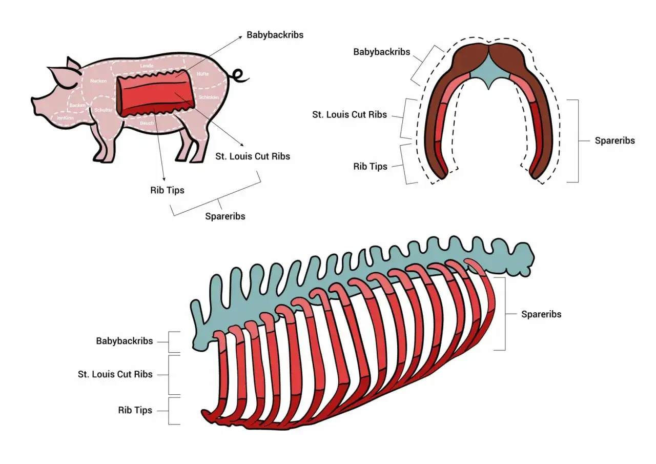 Illustration zeigt Schweinefleisch-Zuschnitte: Babybackribs, St. Louis Cut Ribs und Spareribs. Welches Fleisch ist am besten f&uuml;r BBQ?