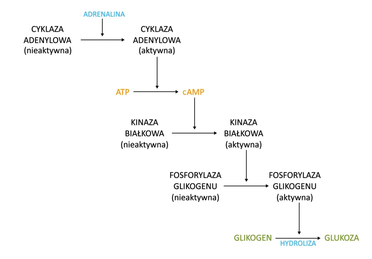 Schemat szlaku aktywacji glikogenolizy przez adrenalinę, prowadzącego do uwolnienia glukozy. Proces ten jest kluczowy dla mobilizacji energii, a nie jest to glukoneogeneza.