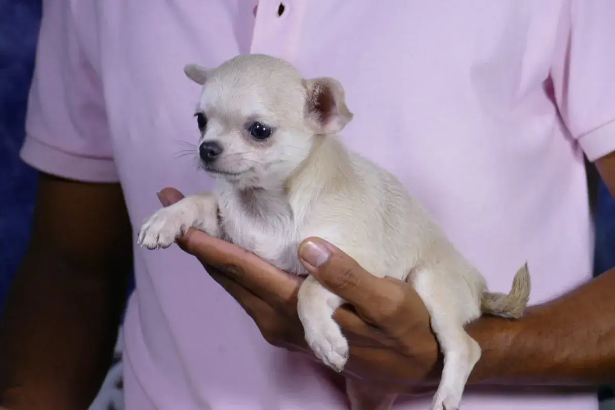 Un tierno cachorro chihuahua, ideal para quienes buscan perros que no sueltan pelo, descansa en brazos.