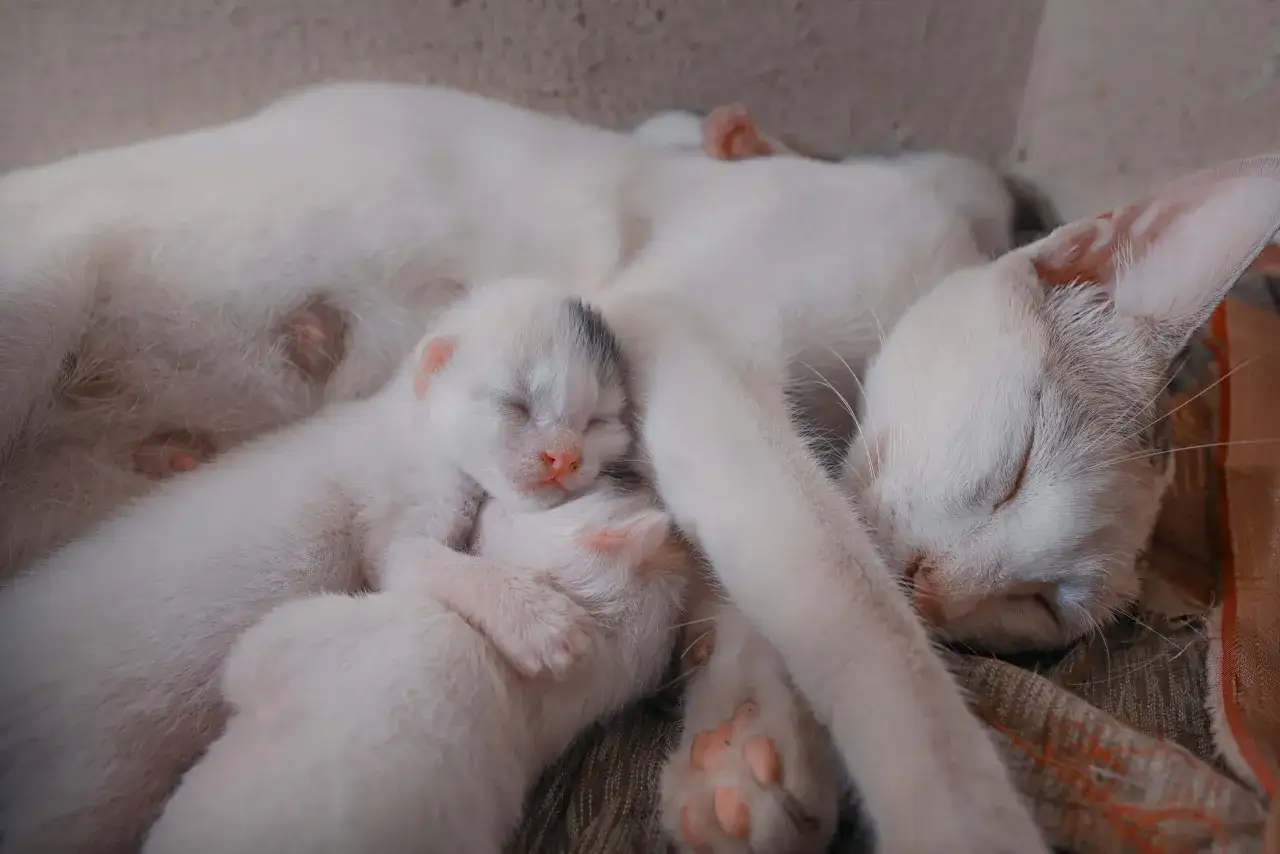 Śpiąca mama kotka z kilkoma maleńkimi, białymi kociętami. Widać, że kotka jest w ciąży, bo jej brzuch jest zaokrąglony.