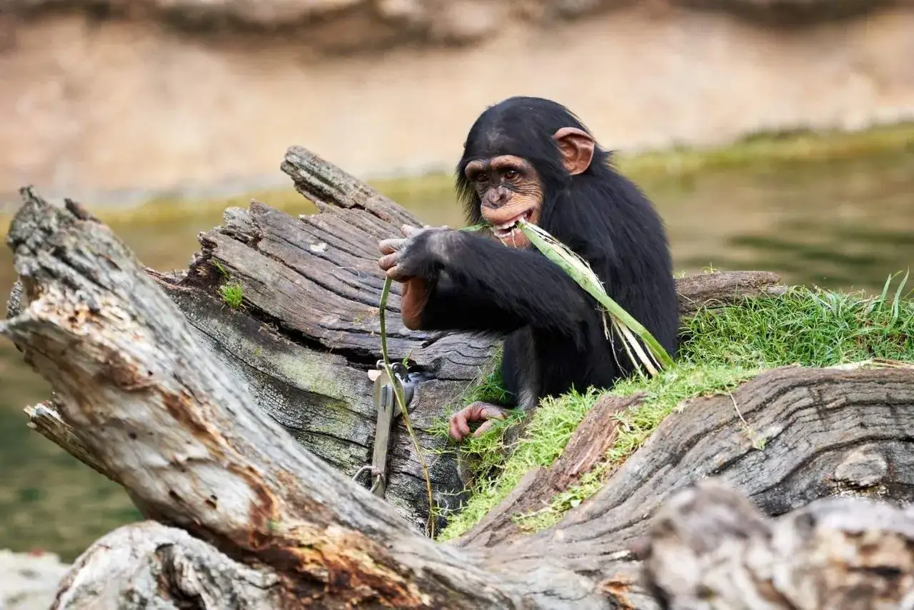 Un chimpancé joven come hierba en un tronco. Un lugar ideal donde ver animales en Madrid.