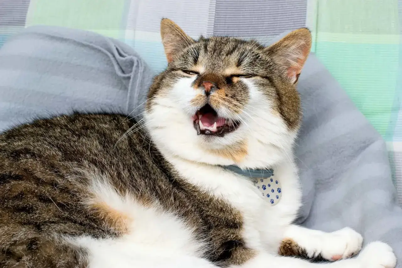 Un chat tigré bâille, les yeux mi-clos. Il semble souffrir d'une maladie du chat pif, peut-être un éternuement ou une congestion.