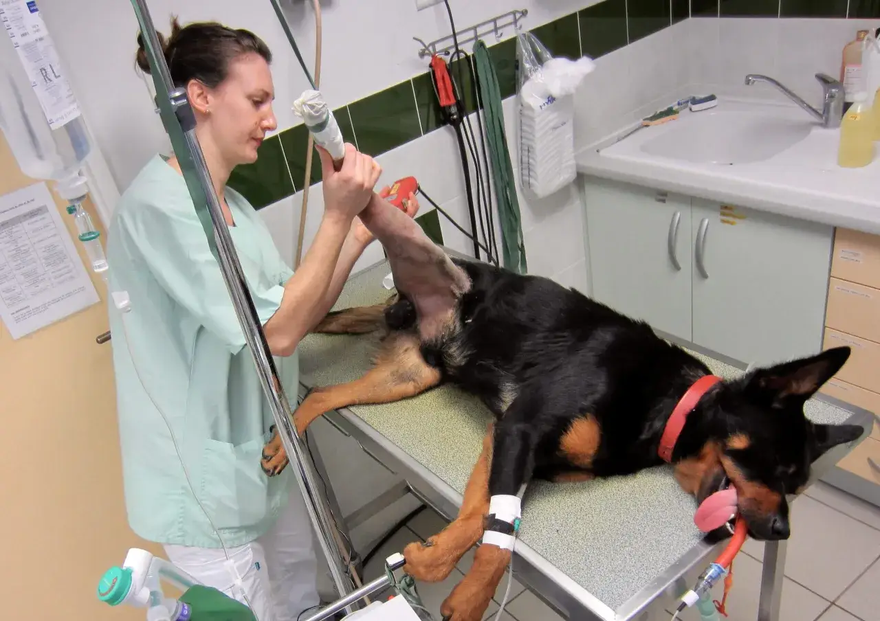 Vétérinaire vérifiant la patte d'un chien, peut-être pour le temps de consolidation d'une fracture. Le chien reçoit une perfusion.