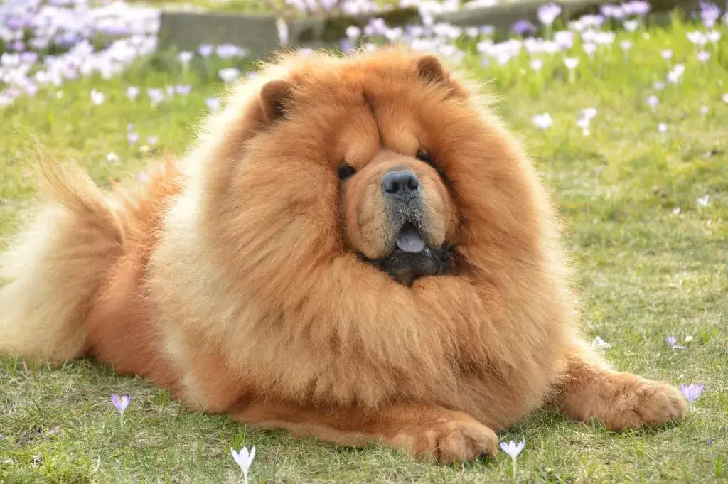 Pielęgnacja sierści Chow Chow