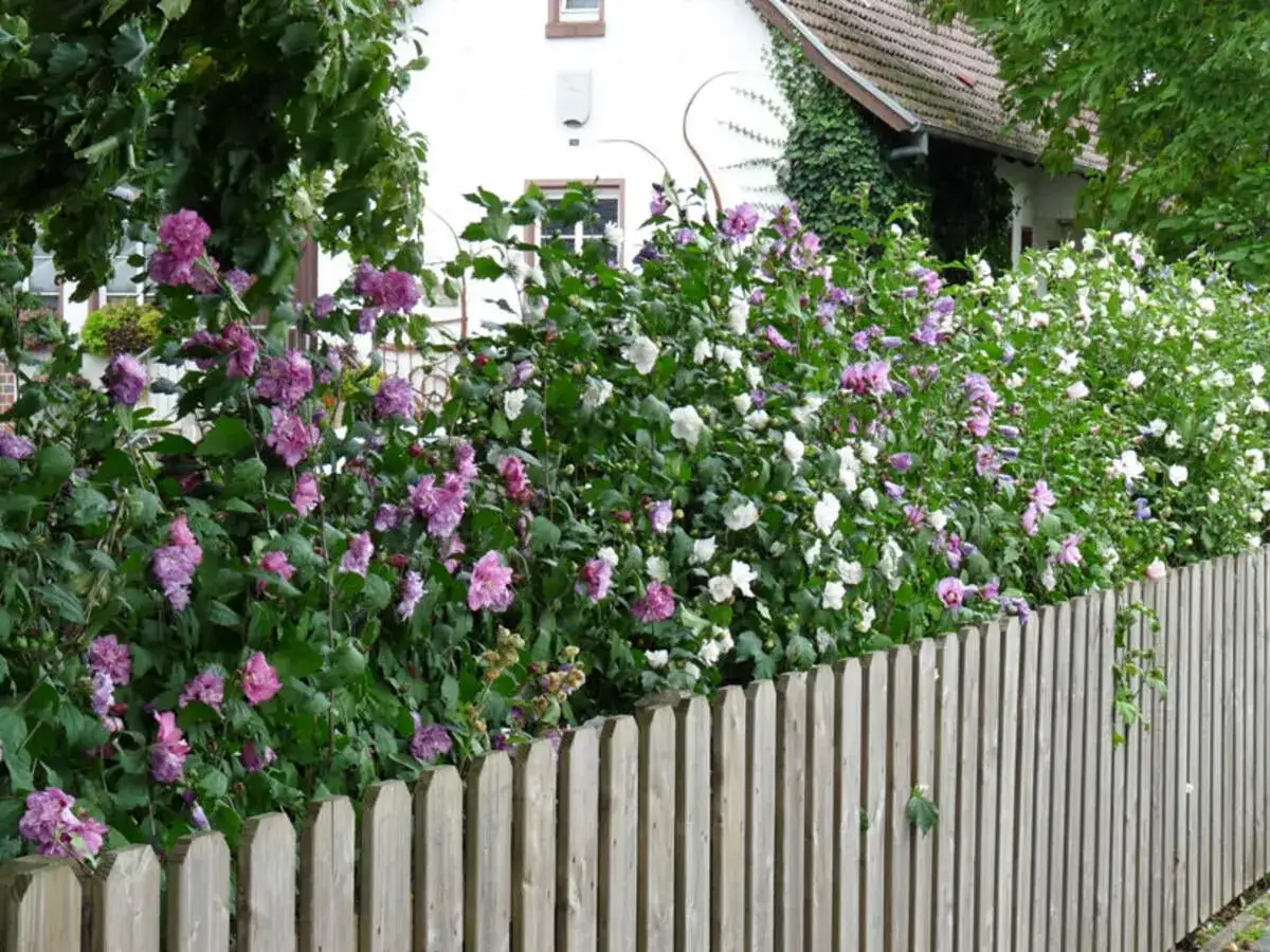 Eine üppige hibiskus hecke mit rosa und weißen Blüten blüht hinter einem Holzzaun vor einem Haus.