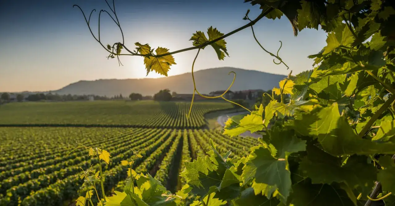 Vigneti rigogliosi al tramonto, con il sole che illumina le colline e promette un ottimo etna wine.