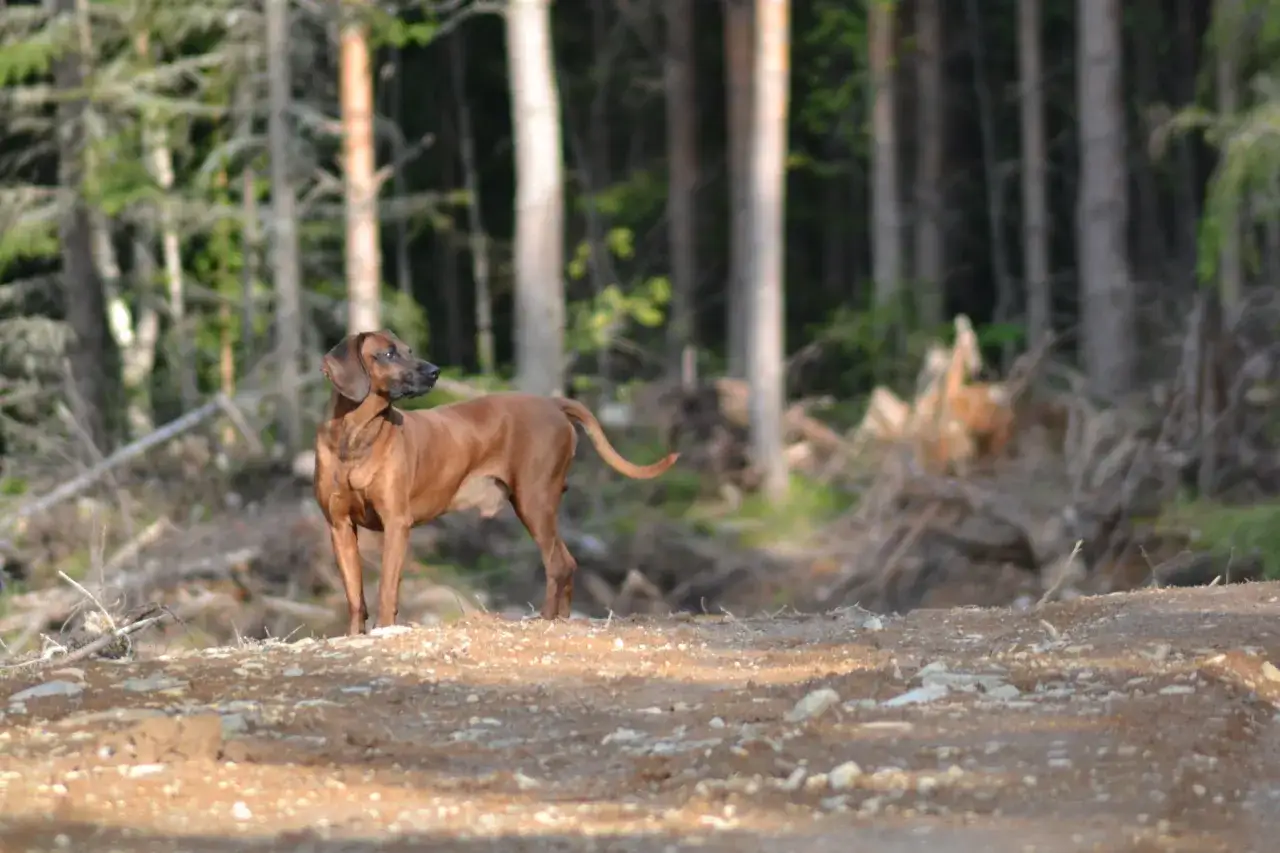En brunf&auml;rgad hannoveransk viltsp&aring;rhund st&aring;r p&aring; en grusig stig i en skog.