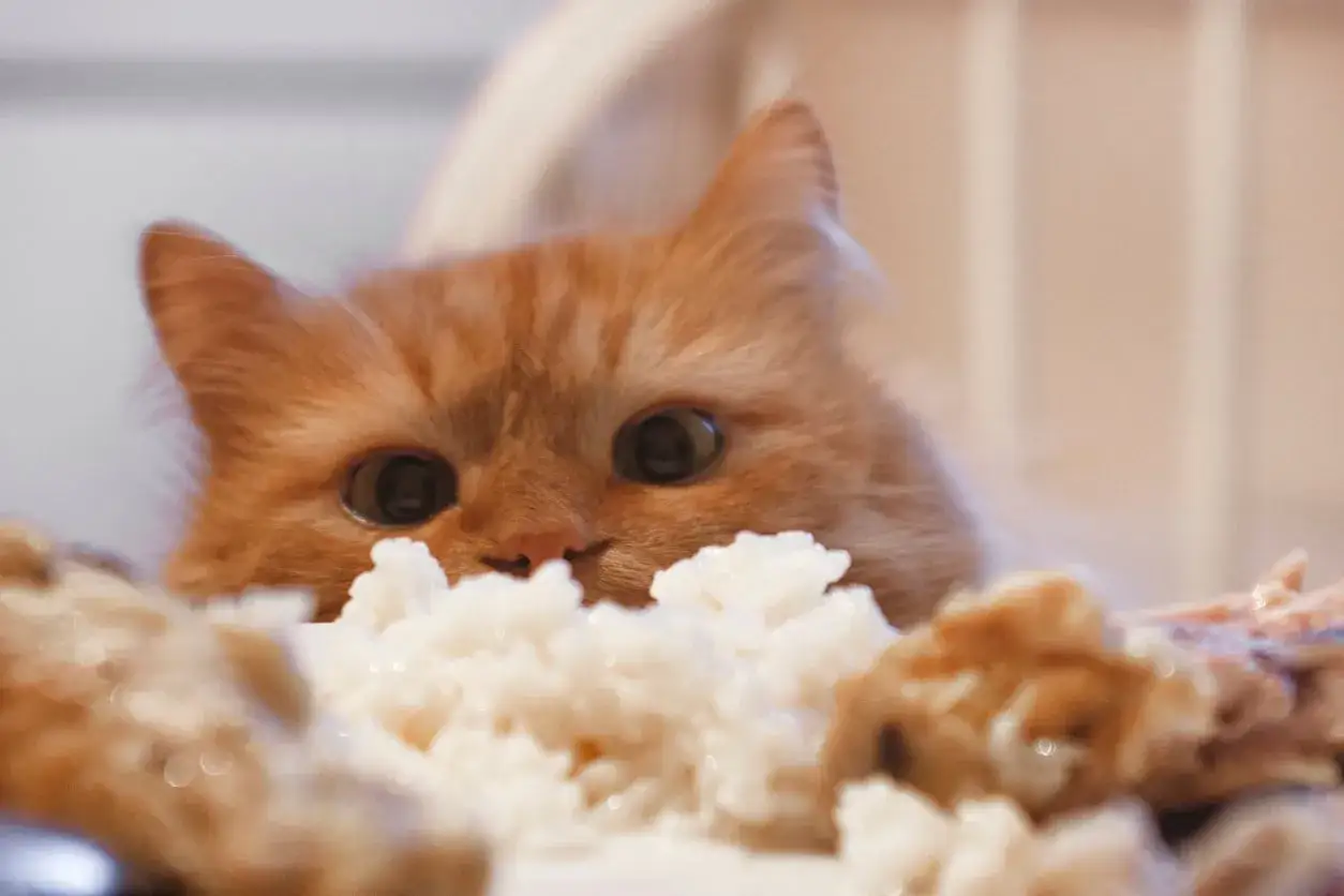 Gato naranja curioso asoma entre un plato de arroz y carne. &iexcl;Los gatos pueden comer arroz!