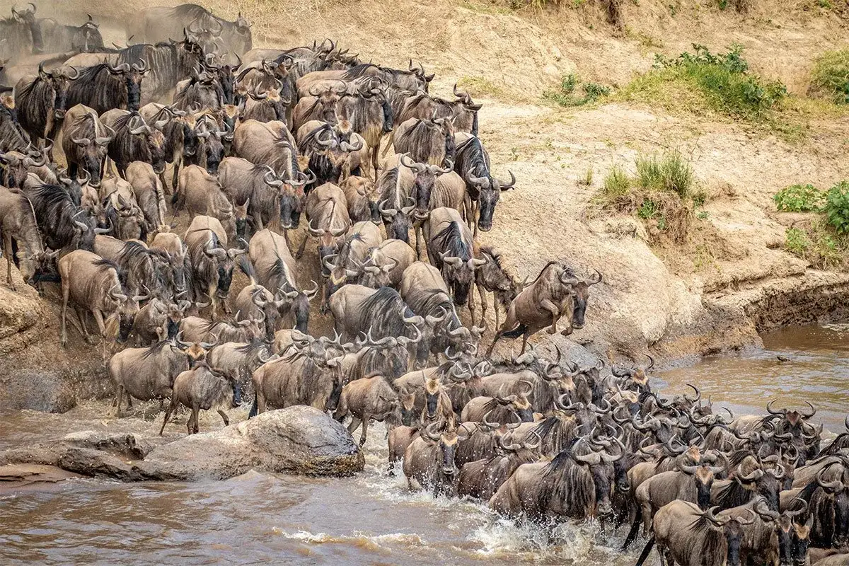 Tysiące gnu w desperackiej przeprawie przez rzekę w Masai Mara, Kenia. Woda wzburzona, zwierzęta walczą o przetrwanie.