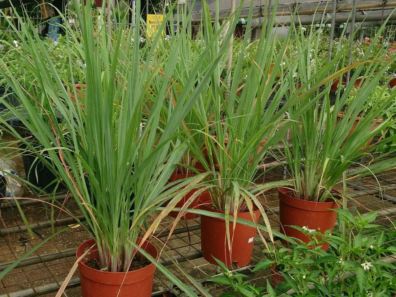 Plusieurs plants de citronnelle en pots sur une étagère. Ces herbes aromatiques sont prêtes à être plantées.