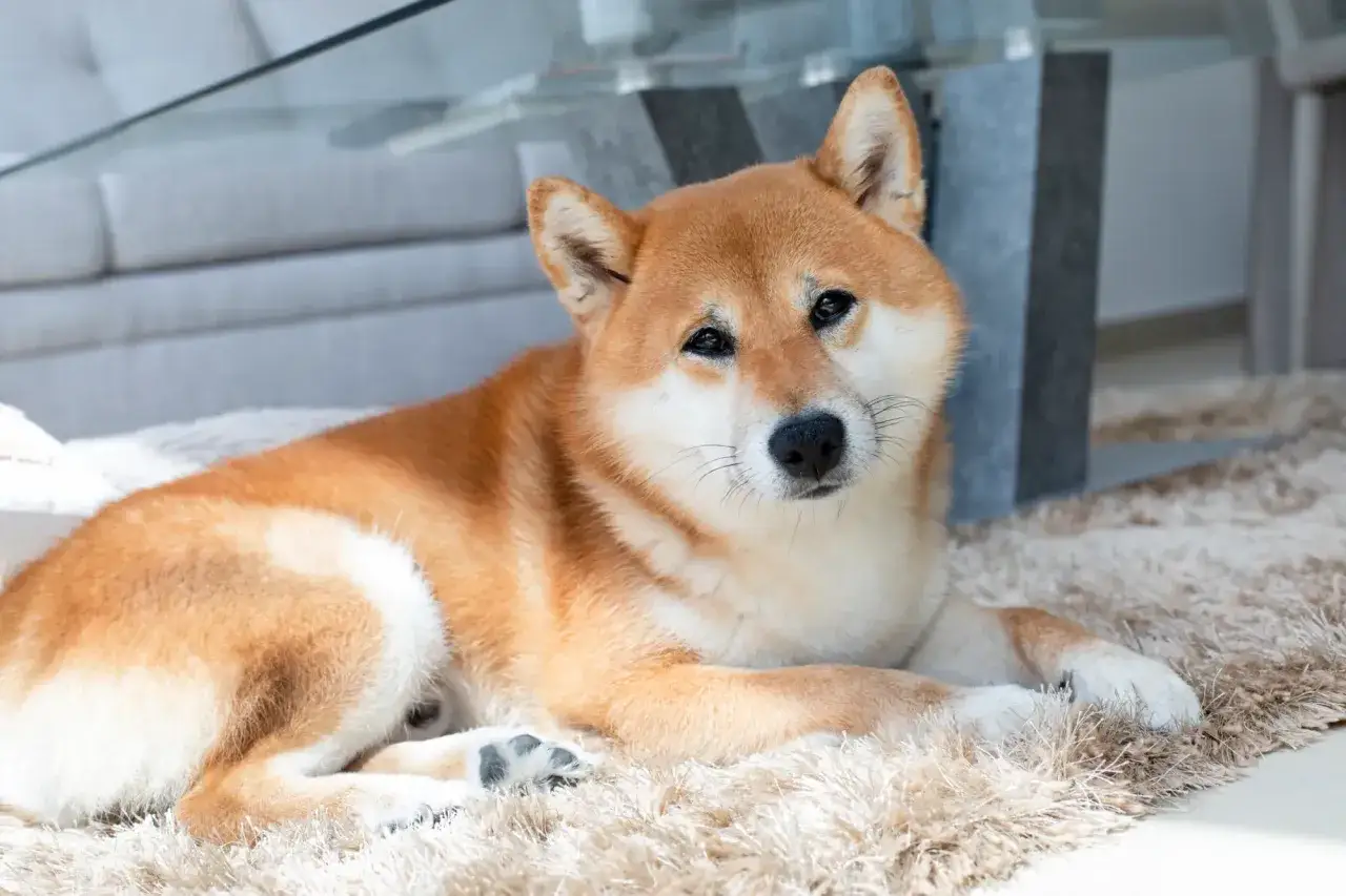 Uroczy shiba inu pies leży na puszystym dywanie, zrelaksowany i gotowy do zabawy.