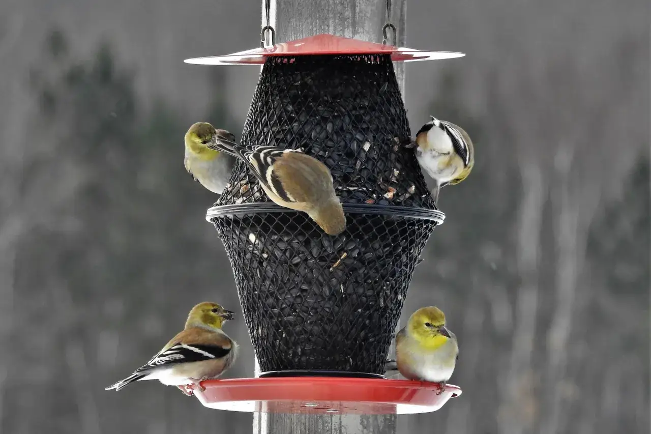 P&aacute;jaros dorados comiendo semillas en un comedero. &iexcl;Un buen ejemplo de c&oacute;mo hacer comedero pajaros casero!