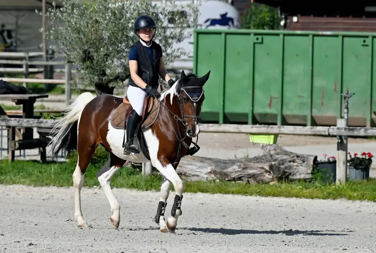 Jeune cavalier pro en action, sur son cheval pie, lors d'une compétition équestre en plein air.