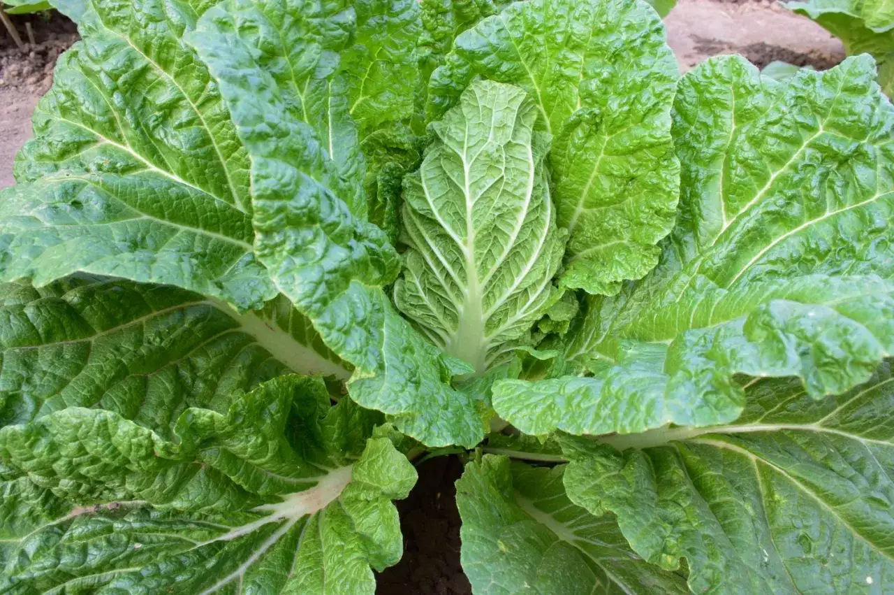 Ein frisch gewachsener Chinakohl im Garten. Die gr&uuml;nen Bl&auml;tter sind knackig und bereit f&uuml;r die Ernte.