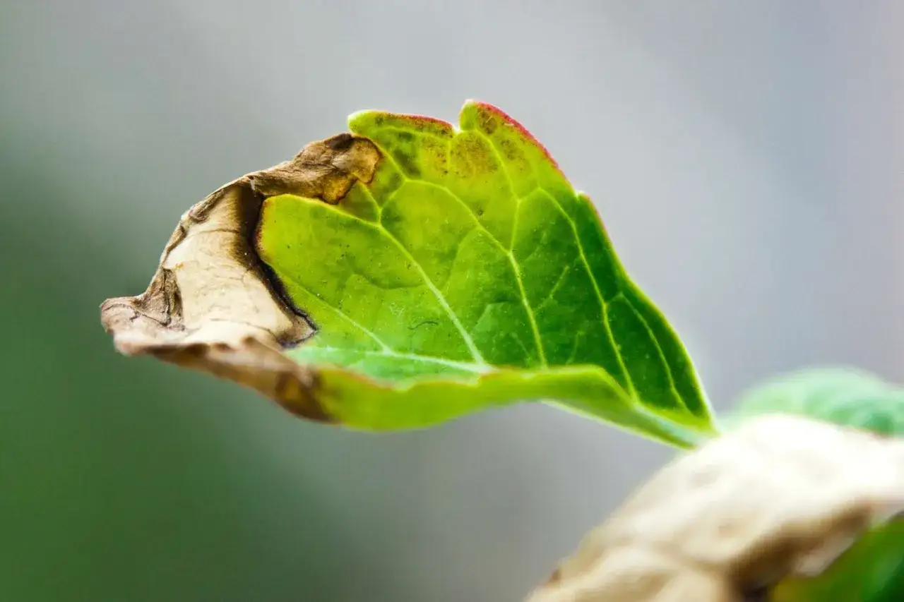 Ein Blatt einer Hortensie wird braun. Der Rand ist vertrocknet und braun, während der Rest des Blattes noch grün ist.