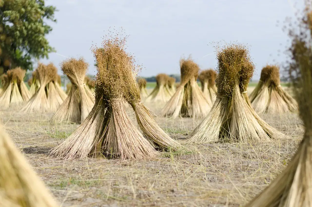 B&uuml;ndel von Flachs auf einem Feld, die zeigen, woraus Leinen besteht: aus den Fasern der Flachspflanze.
