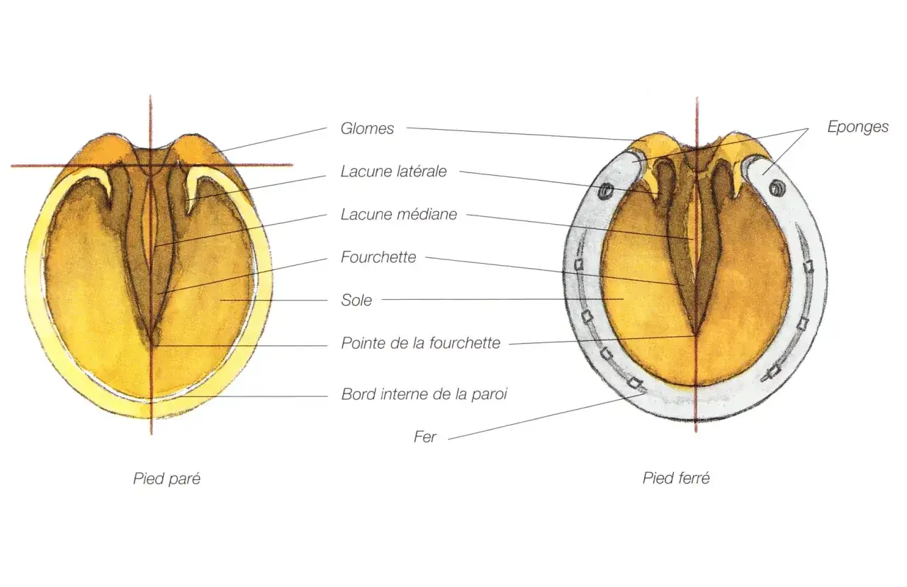 Anatomie d'un pied de cheval, paré et ferré, montrant la fourchette, le glome et le fer.