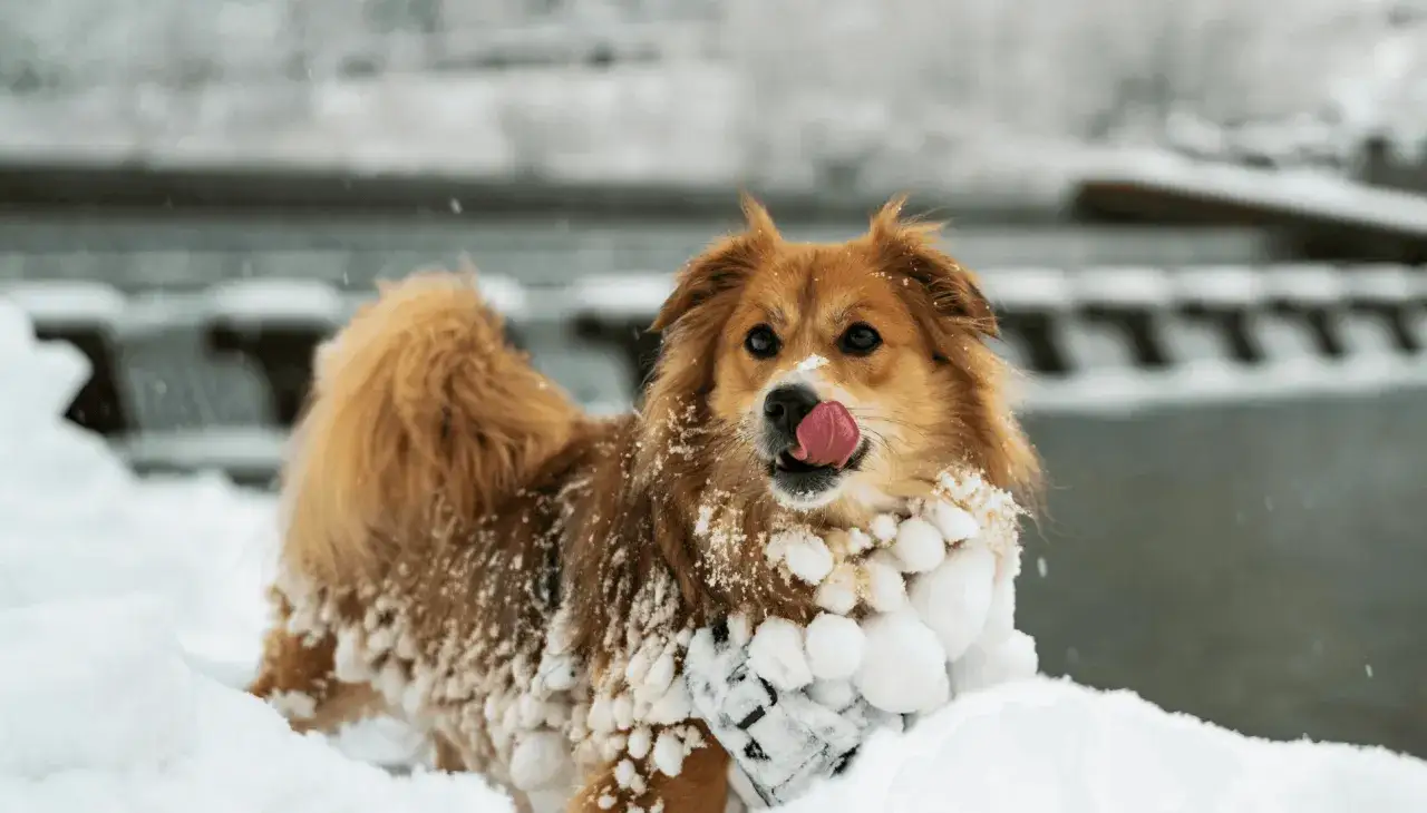 Un adorable chien boule de poil, couvert de neige, lèche sa truffe avec délice.