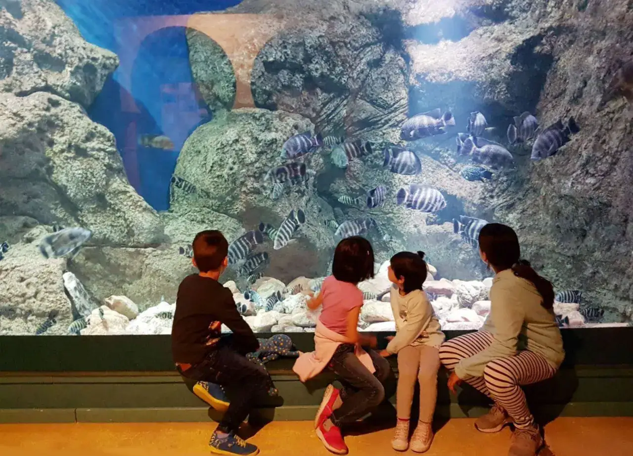Niños observando peces rayados en un acuario, una actividad genial que ver en Zaragoza con niños.