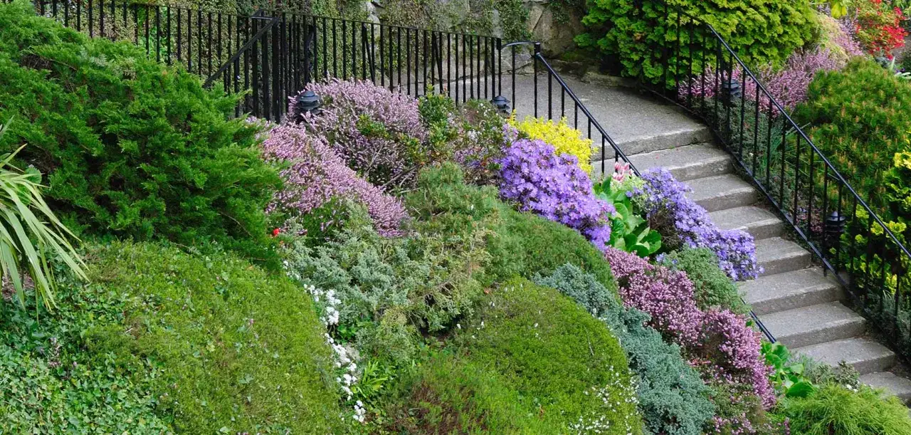 Magnifique aménagement talus raide avec des bruyères roses, des azalées violettes et des conifères verts. Un escalier en pierre serpente à travers la végétation luxuriante.