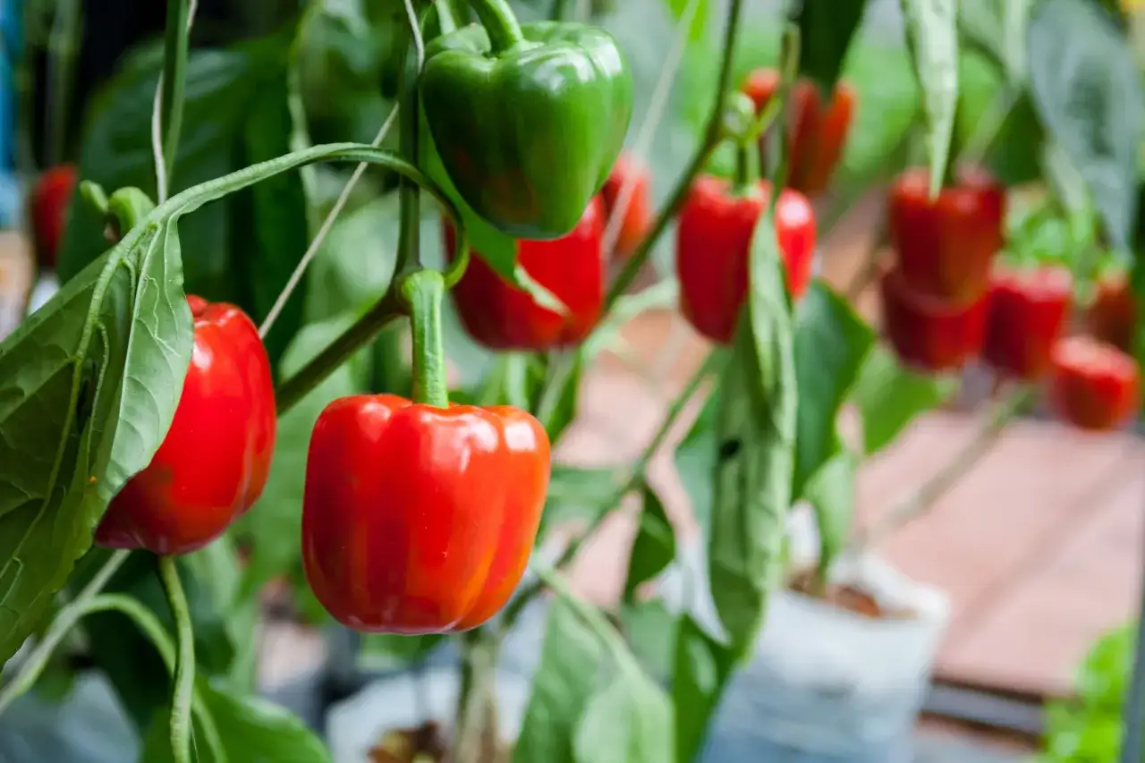 Reife rote und grüne Paprika hängen an einem Strauch im Freiland.