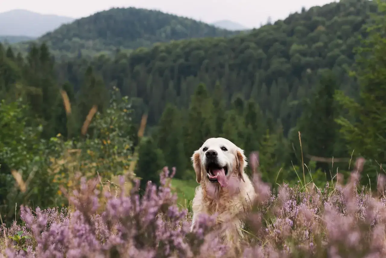 Szklarska Poręba z psem na szlaku. Radosny golden retriever wśród kwitnącej wrzosowej polany, w tle zalesione góry.