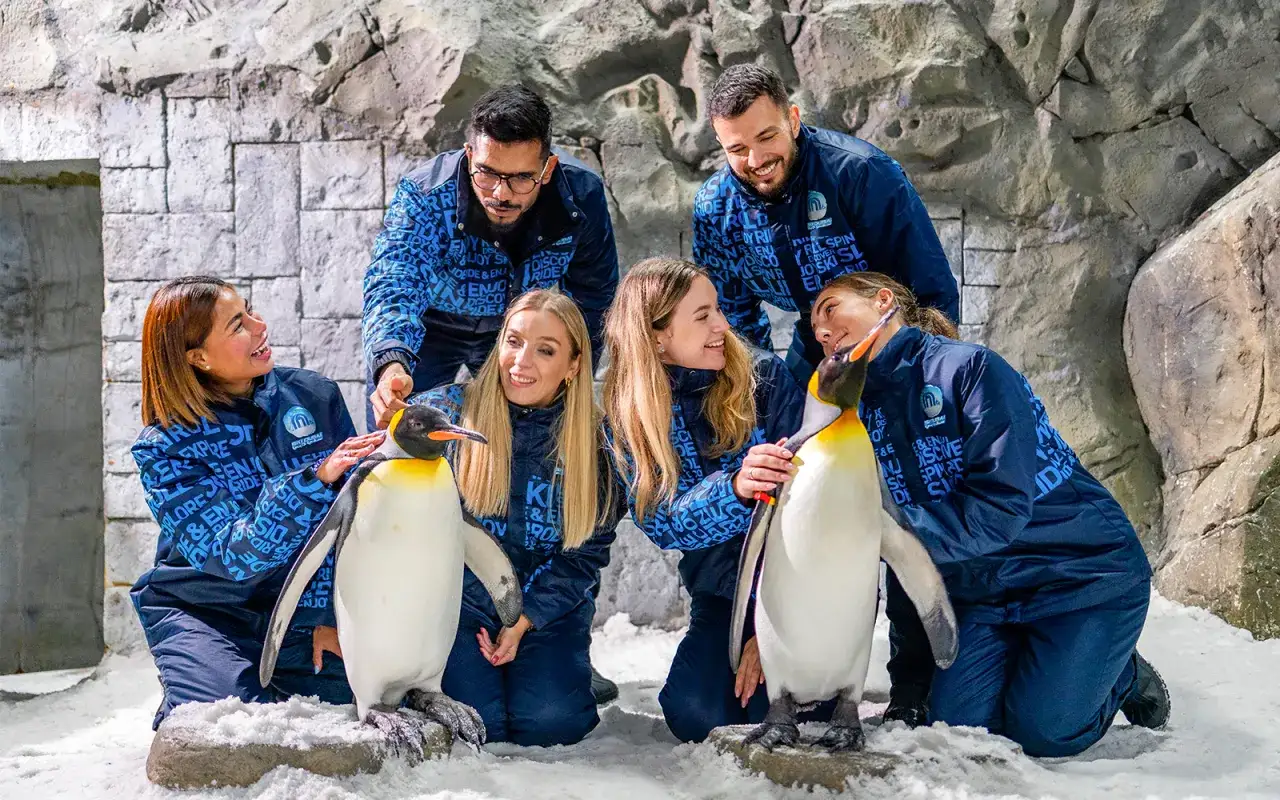 Ski Dubai spotkanie z pingwinami