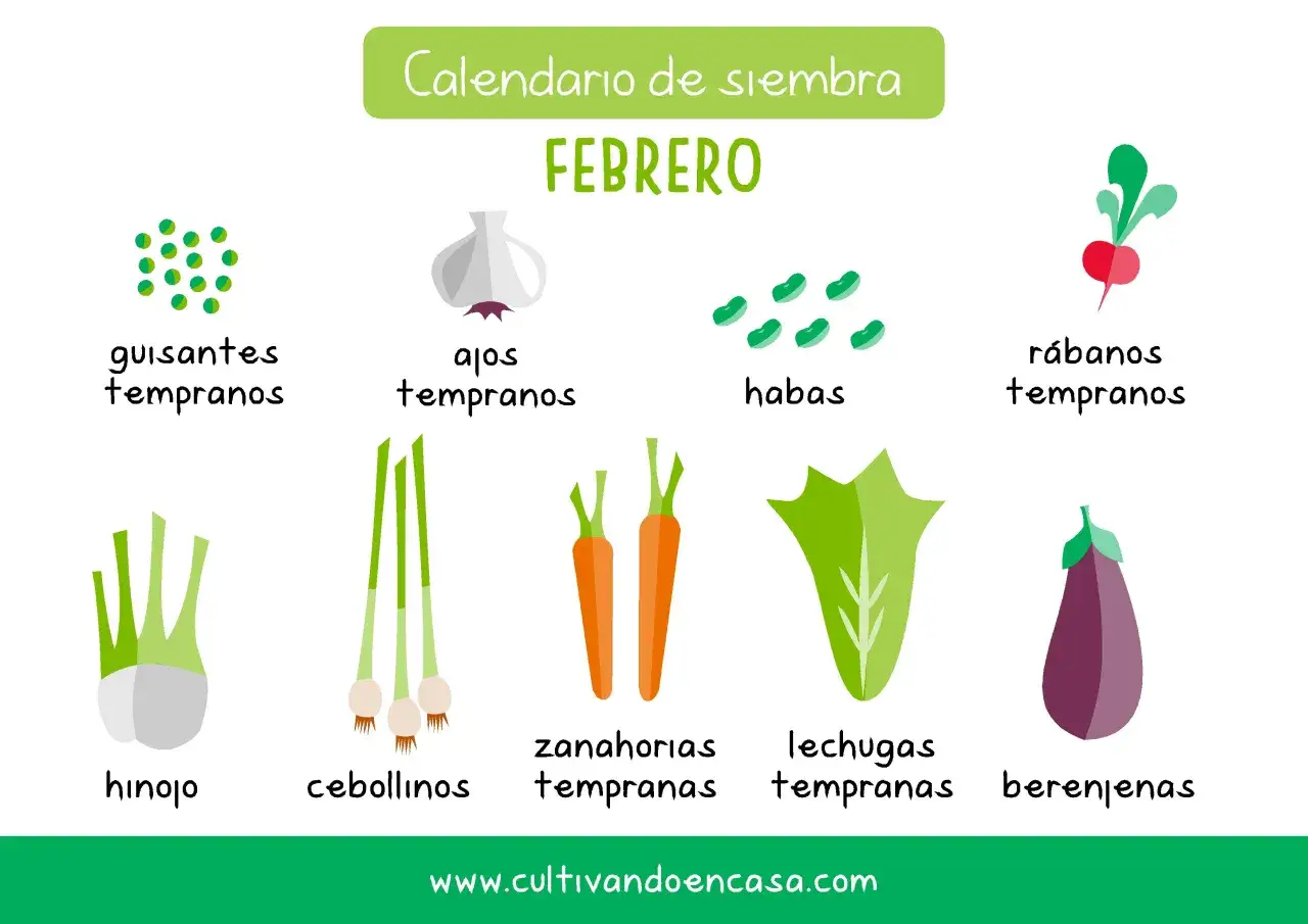 Calendario de siembra de febrero: guisantes, ajos, habas, rábanos, hinojo, cebollinos, zanahorias, lechugas y berenjenas.