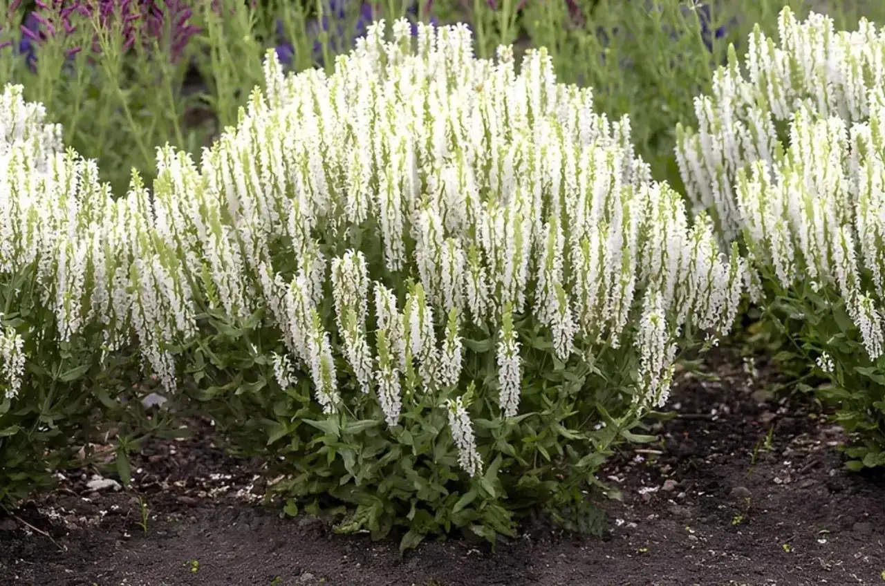 Ein dichter Busch mit vielen wei&szlig;en Bl&uuml;tenrispen, die an den **steppen salbei** erinnern. Im Hintergrund sind lila Bl&uuml;ten zu sehen.
