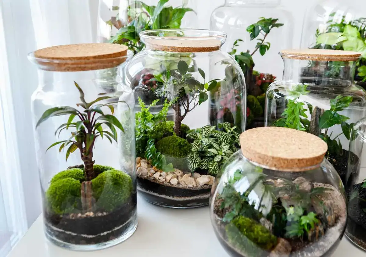 Plusieurs terrariums en verre avec des plantes luxuriantes, de la mousse et des cailloux. Id&eacute;es pour savoir quoi mettre dans un terrarium.