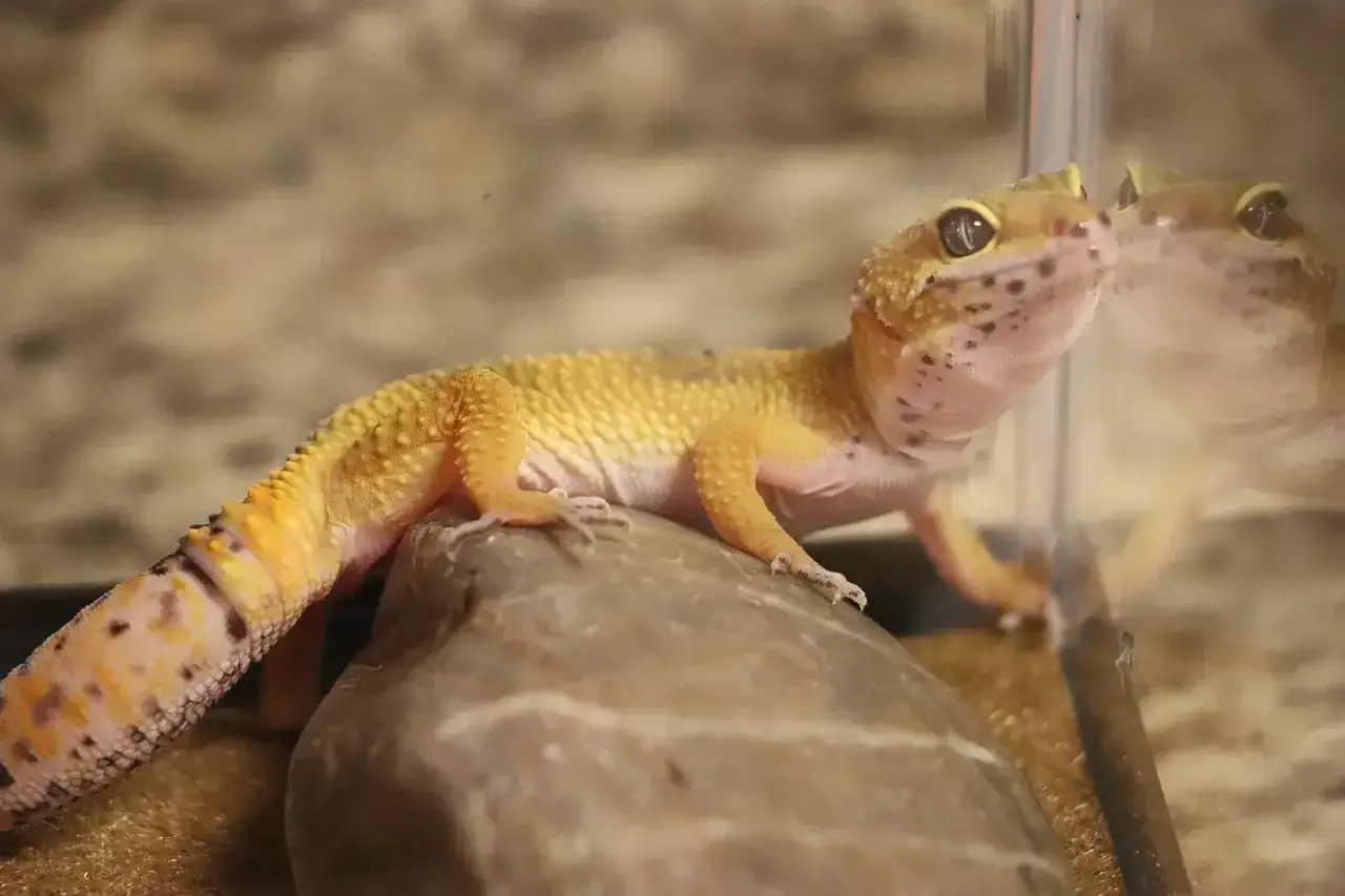 Gekon lamparci w terrarium
