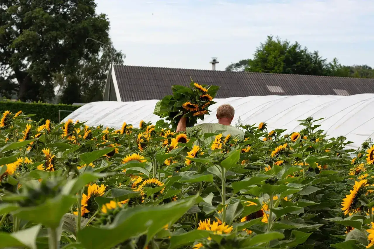 Ein Mann sammelt Sonnenblumen in einem Feld. Die gelben Bl&uuml;ten leuchten im Sonnenlicht, w&auml;hrend er einen gro&szlig;en Strau&szlig; h&auml;lt.