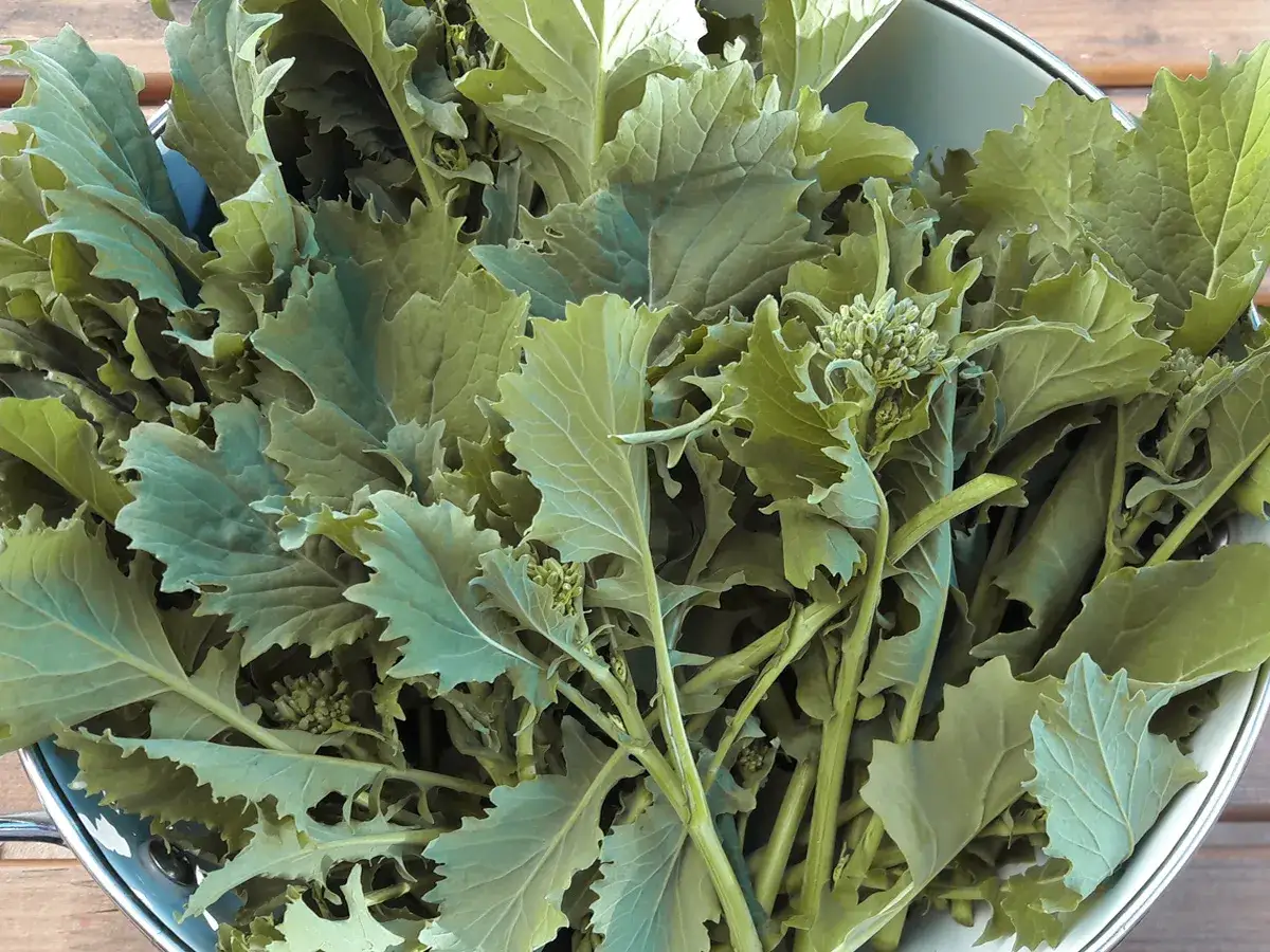 Ein Korb voller frischer Cime di rapa, bereit f&uuml;r ein herzhaftes Gericht. Die gr&uuml;nen Bl&auml;tter und zarten Knospen versprechen mediterranen Genuss.