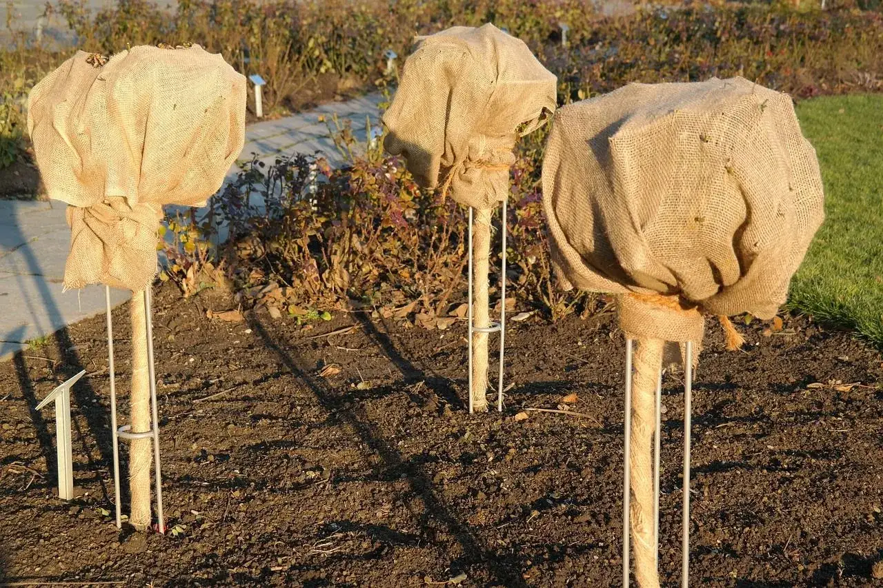 Drei junge Bäume sind mit Jutesäcken zum Schutz vor Frost eingepackt. Dies erinnert an die Bedeutung der Eisheiligen für den Garten.