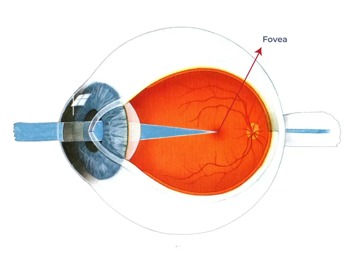 Sezione dell'occhio che mostra la luce focalizzata sulla fovea, parte centrale della struttura retina per la visione nitida.