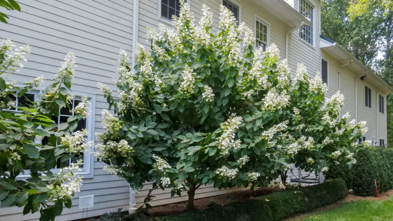Arbres d'hortensias blancs en pleine floraison devant une maison. Idéal pour savoir quand couper les hortensias.
