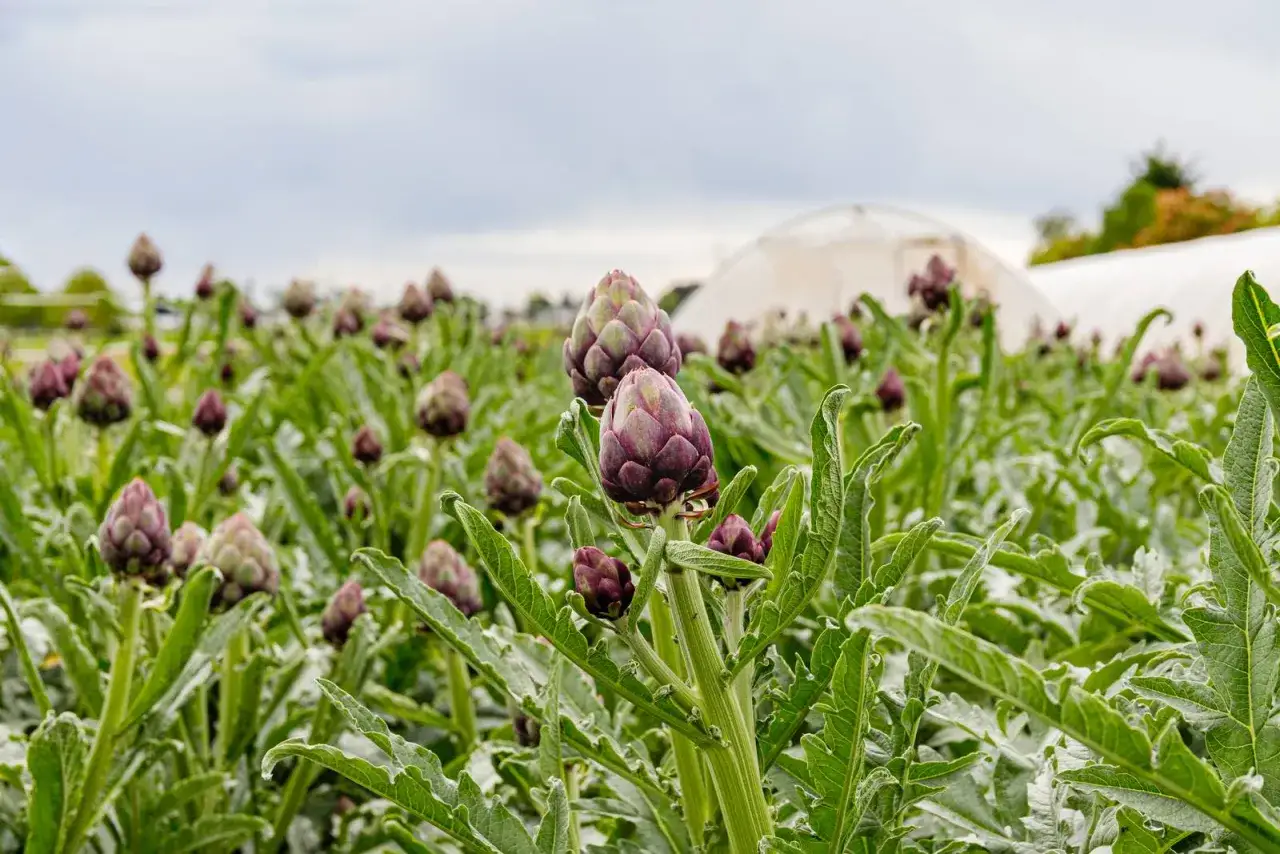 Campo di carciofi viola, con un tunnel serra sullo sfondo. La domanda 