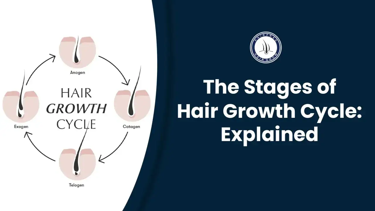Schéma du cycle de croissance des cheveux : anagène, catagène, télogène, exogène. Comprendre la vitesse pousse cheveux.