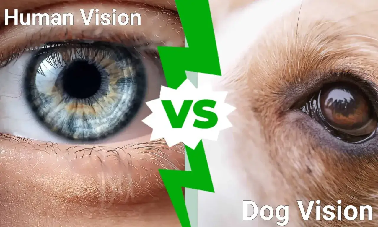 Ludzkie oko vs. psie oko. Czy psy widzą w ciemności? Porównanie wzroku człowieka i psa.