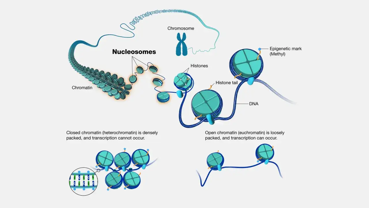 Różne stopnie upakowania DNA: od luźnej chromatyny (euchromatyny) do gęsto upakowanej (heterochromatyny), gdzie transkrypcja jest niemożliwa.
