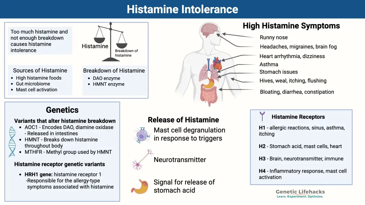 &Uuml;bersicht Histaminintoleranz: Symptome, Ursachen (histaminreiche Lebensmittel), Genetik & Histaminrezeptoren. Was nicht essen bei Histaminintoleranz.