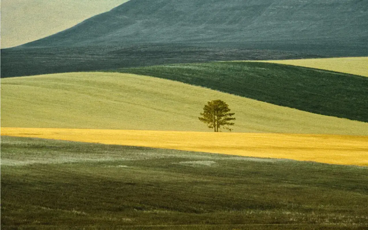 Un singolo albero solitario su un campo giallo, un paesaggio che ricorda lo stile di Franco Fontana, con dolci colline verdi e blu sullo sfondo.