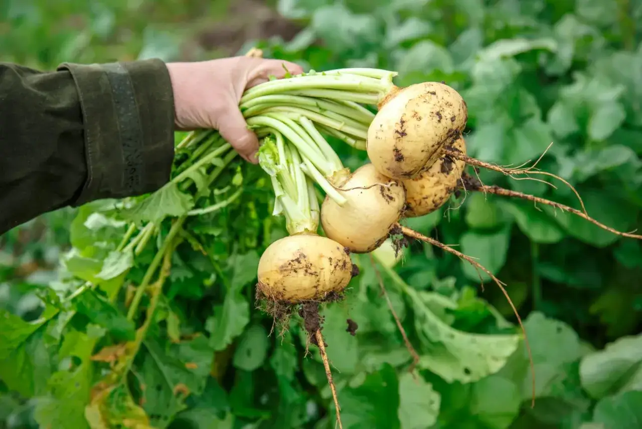 Main d'un jardinier tenant un bouquet de navets jaunes boule d'or fraîchement récoltés, leurs fanes vertes encore intactes.