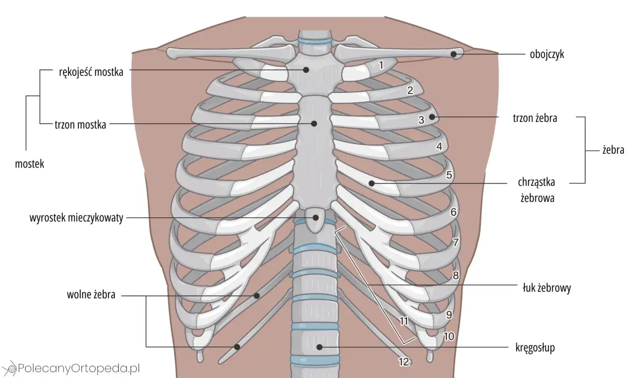 Anatomia klatki piersiowej z zaznaczonymi żebrami, mostkiem i kręgosłupem. Ilustracja pokazuje, jak wygląda złamane żebro.