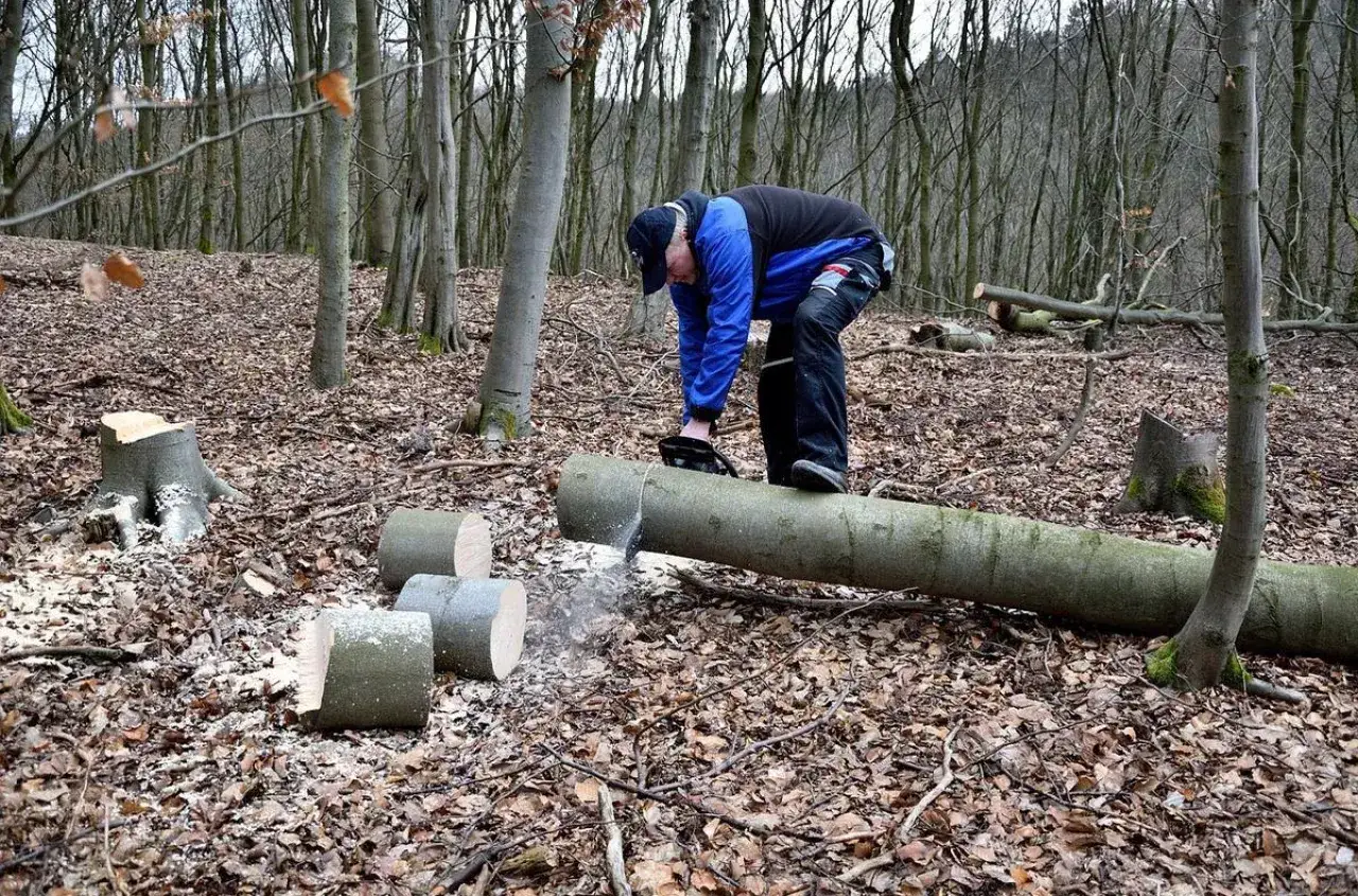Mężczyzna z piłą łańcuchową przycina powalone drzewo. W lesie leżą już ścięte pnie, co sugeruje podanie o wycięcie drzewa zagrażającego.